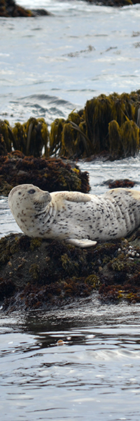 Seal Rocks at MacKerricher State Park, Fort Bragg, CA